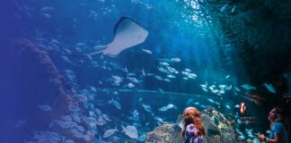 Acuario Michin una experiencia bajo el mar Acuario Michin una experiencia bajo el mar