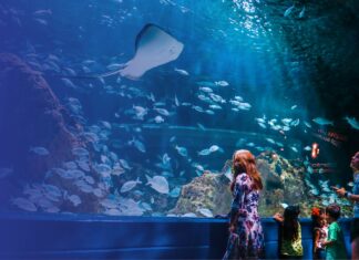 Acuario Michin una experiencia bajo el mar Acuario Michin una experiencia bajo el mar