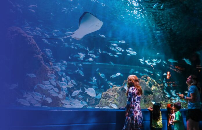 Acuario Michin una experiencia bajo el mar