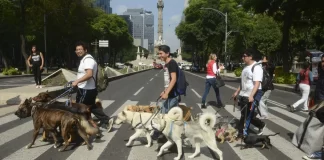 CDMX regula a paseadores de perros CDMX regula a paseadores de perros