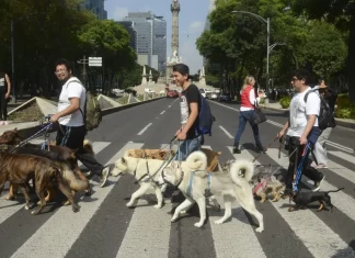 CDMX regula a paseadores de perros CDMX regula a paseadores de perros