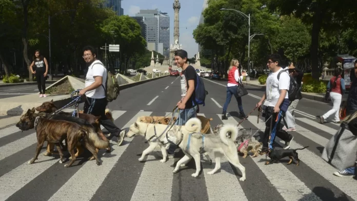 CDMX regula a paseadores de perros