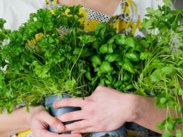 ¿Cuánto cuesta y por qué tan caro el cilantro? Cuánto cuesta y por qué tan caro el cilantro