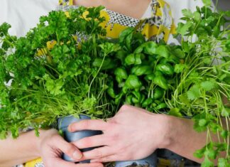 ¿Cuánto cuesta y por qué tan caro el cilantro? Cuánto cuesta y por qué tan caro el cilantro