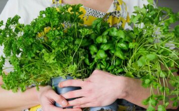 ¿Cuánto cuesta y por qué tan caro el cilantro? Cuánto cuesta y por qué tan caro el cilantro