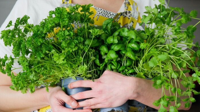 Cuánto cuesta y por qué tan caro el cilantro