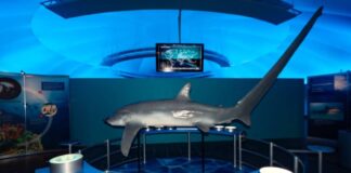 Exposición «Tiburones» Museo de Historia Natural
