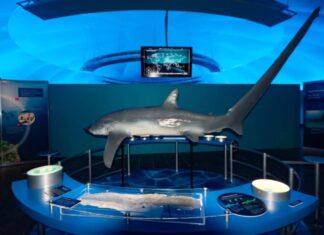 Exposición «Tiburones» Museo de Historia Natural