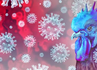 Gripe aviar AH5N2: Muere el primer humano Gripe-aviar-AH5N2-Muere-el-primer-humano