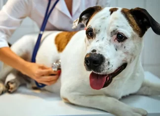 Rickettsia, autoridades alertan por esta enfermedad