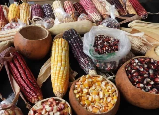 Semana cultural del maíz 2024