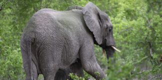 El zoológico nacional de Sudáfrica libera a su último elefante El zoológico nacional de Sudáfrica libera a su último elefante