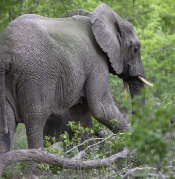 El zoológico nacional de Sudáfrica libera a su último elefante El zoológico nacional de Sudáfrica libera a su último elefante