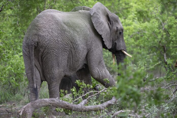 El zoológico nacional de Sudáfrica libera a su último elefante