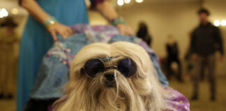 Moda para mascotas va a la alza moda en mascotas