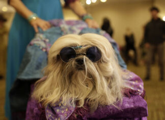 Moda para mascotas va a la alza moda en mascotas