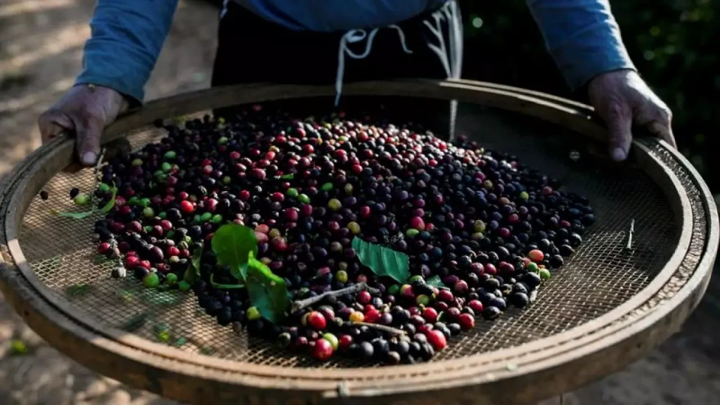 La sequía en Brasil castiga las plantaciones de café