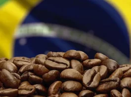 La sequía en Brasil castiga las plantaciones de café La sequía en Brasil castiga las plantaciones de café