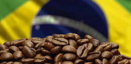 La sequía en Brasil castiga las plantaciones de café La sequía en Brasil castiga las plantaciones de café