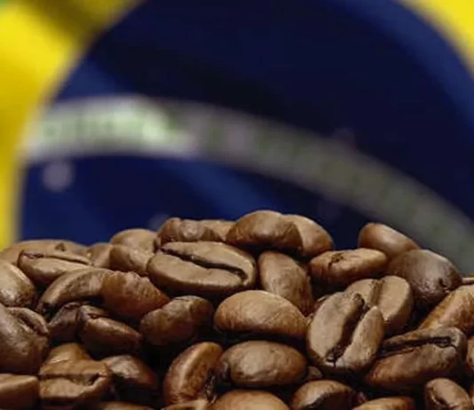 La sequía en Brasil castiga las plantaciones de café La sequía en Brasil castiga las plantaciones de café