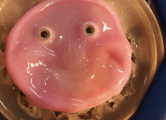 Científicos japoneses crean una cara de robot con piel viva que puede sonreír robot con piel real sonriendo