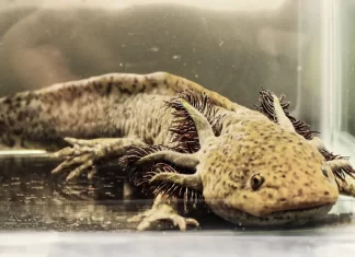 Ajolotes en Xochimilco desaparecerán para 2025 Ajolotes en Xochimilco desaparecerán para 2025