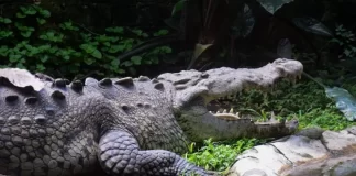 Alerta en Acapulco escapan 40 cocodrilos Alerta en Acapulco escapan 40 cocodrilos
