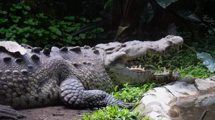 Alerta en Acapulco escapan 40 cocodrilos