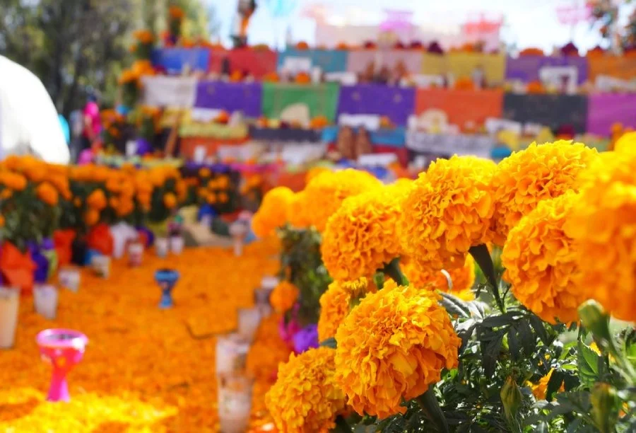 Cuánto costará el Cempasúchil para el Día de Muertos 2024