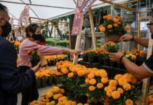 Inicia el Festival de las Flores de Cempasúchil