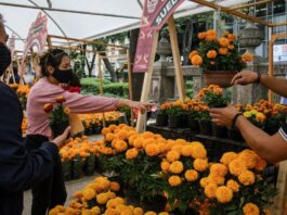 Inicia el Festival de las Flores de Cempasúchil