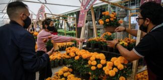 Inicia el Festival de las Flores de Cempasúchil