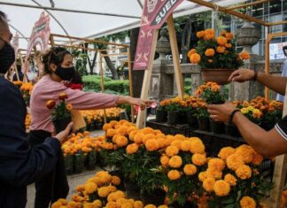 Inicia el Festival de las Flores de Cempasúchil