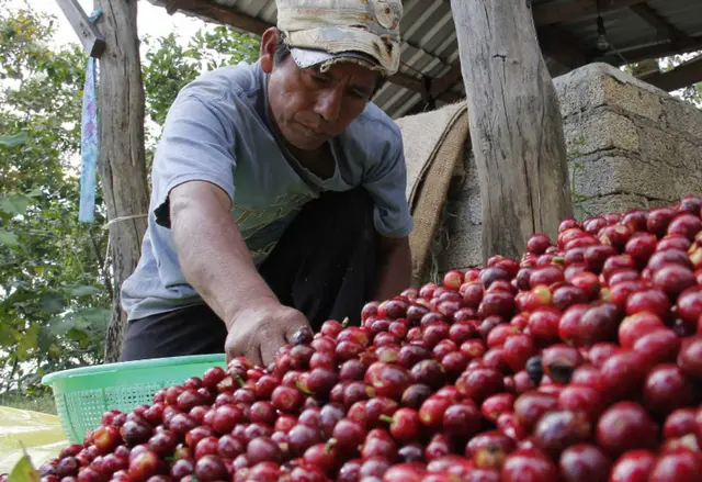 México anuncia plan alimentario y agrícola que podría llevar al país de regreso a la década de 1980