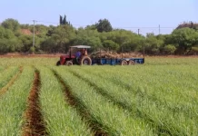 Sheinbaum anuncia plan alimentario y agrícola que podría llevar al país de regreso a la década de 1980 México anuncia plan alimentario y agrícola que podría llevar al país de regreso a la década de 1980