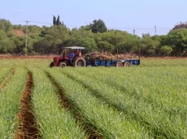 Sheinbaum anuncia plan alimentario y agrícola que podría llevar al país de regreso a la década de 1980 México anuncia plan alimentario y agrícola que podría llevar al país de regreso a la década de 1980