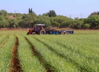 Sheinbaum anuncia plan alimentario y agrícola que podría llevar al país de regreso a la década de 1980 México anuncia plan alimentario y agrícola que podría llevar al país de regreso a la década de 1980