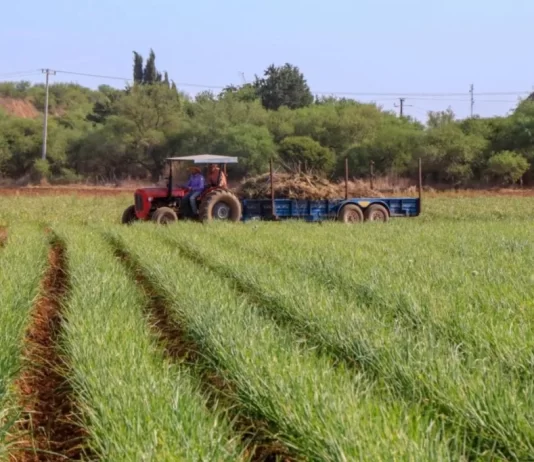 Sheinbaum anuncia plan alimentario y agrícola que podría llevar al país de regreso a la década de 1980 México anuncia plan alimentario y agrícola que podría llevar al país de regreso a la década de 1980