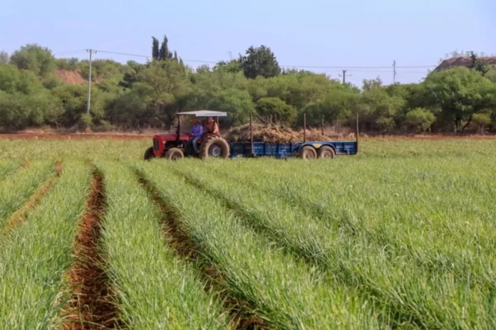 México anuncia plan alimentario y agrícola que podría llevar al país de regreso a la década de 1980