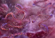 Ocho personas mueren a causa del incurable virus de Marburgo Ocho personas mueren a causa del incurable virus de Marburgo