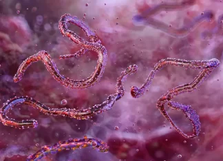 Ocho personas mueren a causa del incurable virus de Marburgo Ocho personas mueren a causa del incurable virus de Marburgo