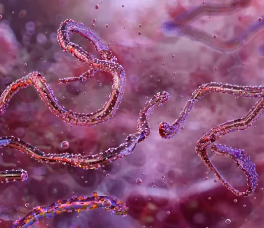Ocho personas mueren a causa del incurable virus de Marburgo Ocho personas mueren a causa del incurable virus de Marburgo