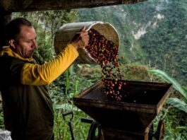 Las mejores marcas de café mexicano para comprar mejores marcas de cafe mexicano para comprar 1