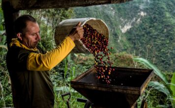 Las mejores marcas de café mexicano para comprar mejores marcas de cafe mexicano para comprar 1