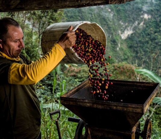Las mejores marcas de café mexicano para comprar mejores marcas de cafe mexicano para comprar 1
