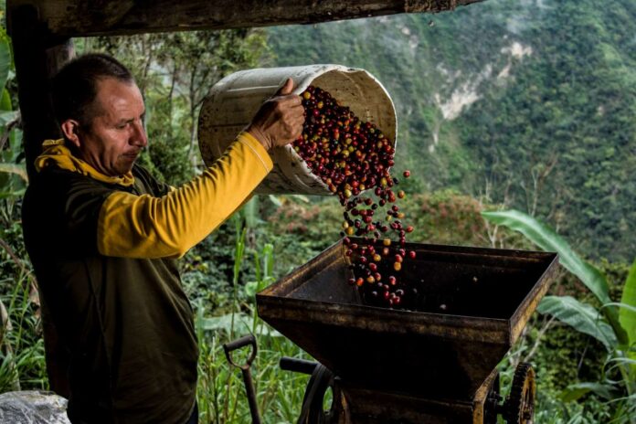 mejores marcas de cafe mexicano para comprar 1