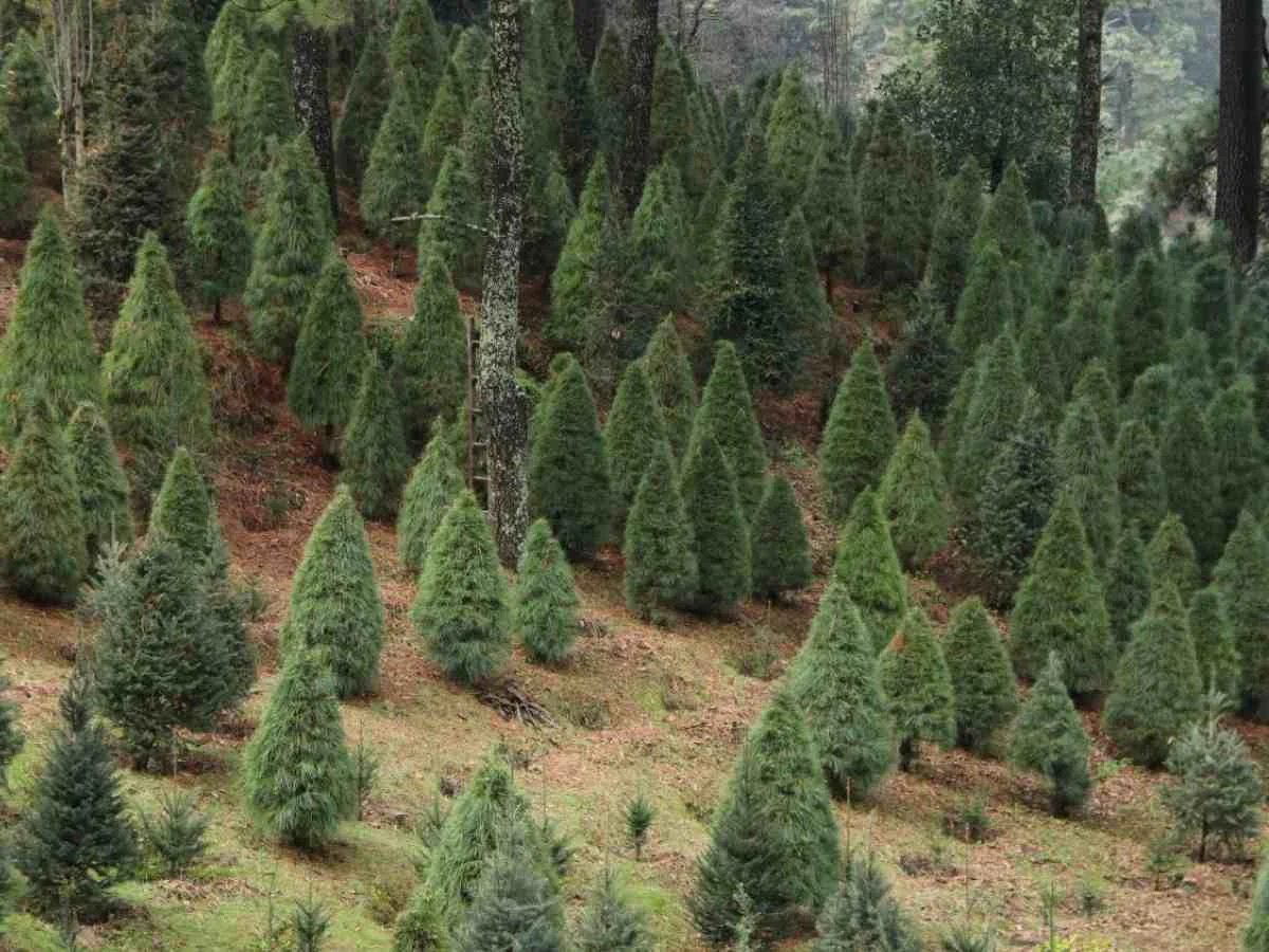 Los mejores lugares en México para cortar tu árbol de Navidad