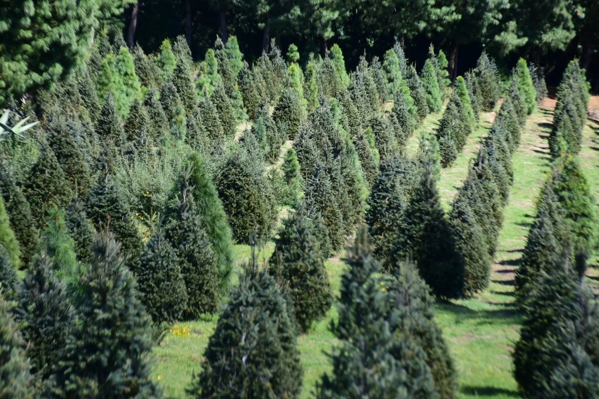 Los mejores lugares en México para cortar tu árbol de Navidad