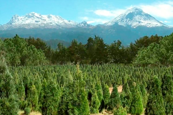 Los mejores lugares en México para cortar tu árbol de Navidad