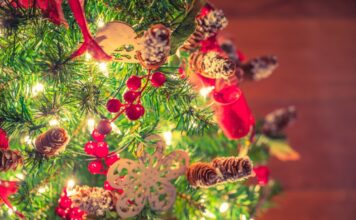 Los mejores lugares en México para cortar tu árbol de Navidad: una experiencia familiar y ecológica Los mejores lugares en México para cortar tu árbol de Navidad